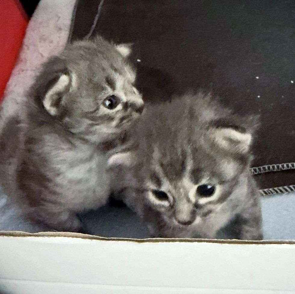 kittens exploring playpen