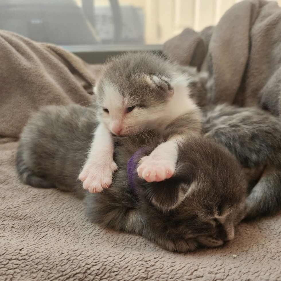 kittens eyes open piling