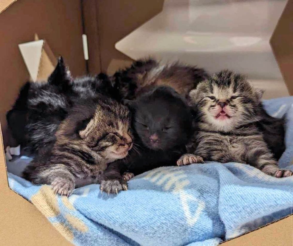 kittens eyes opening