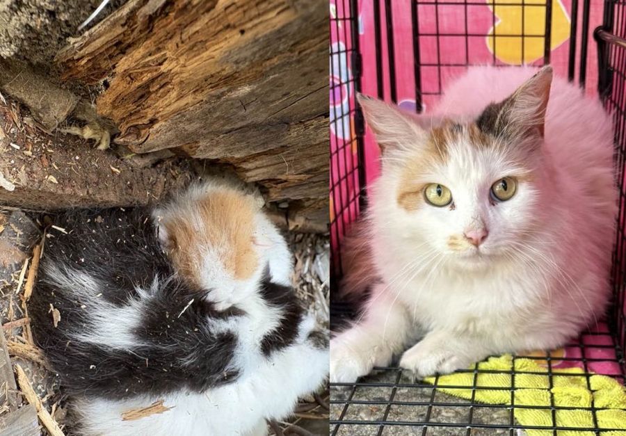 kittens fences cat mother