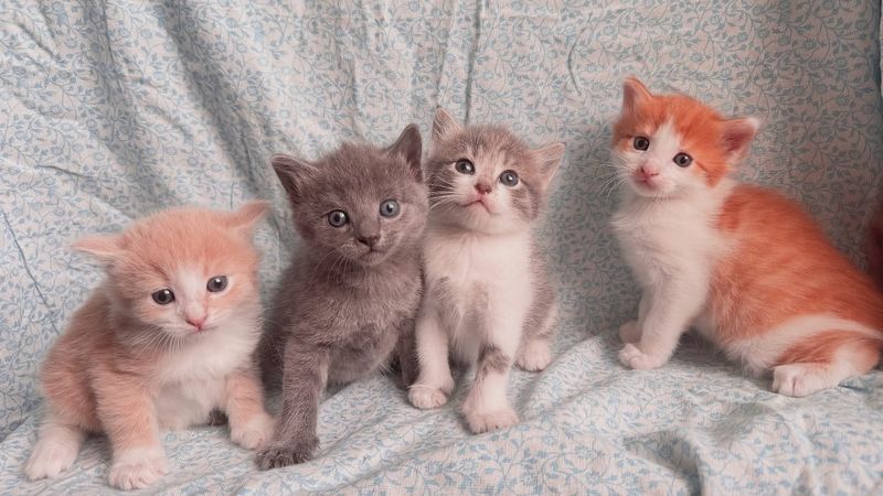 kittens fluffy cute