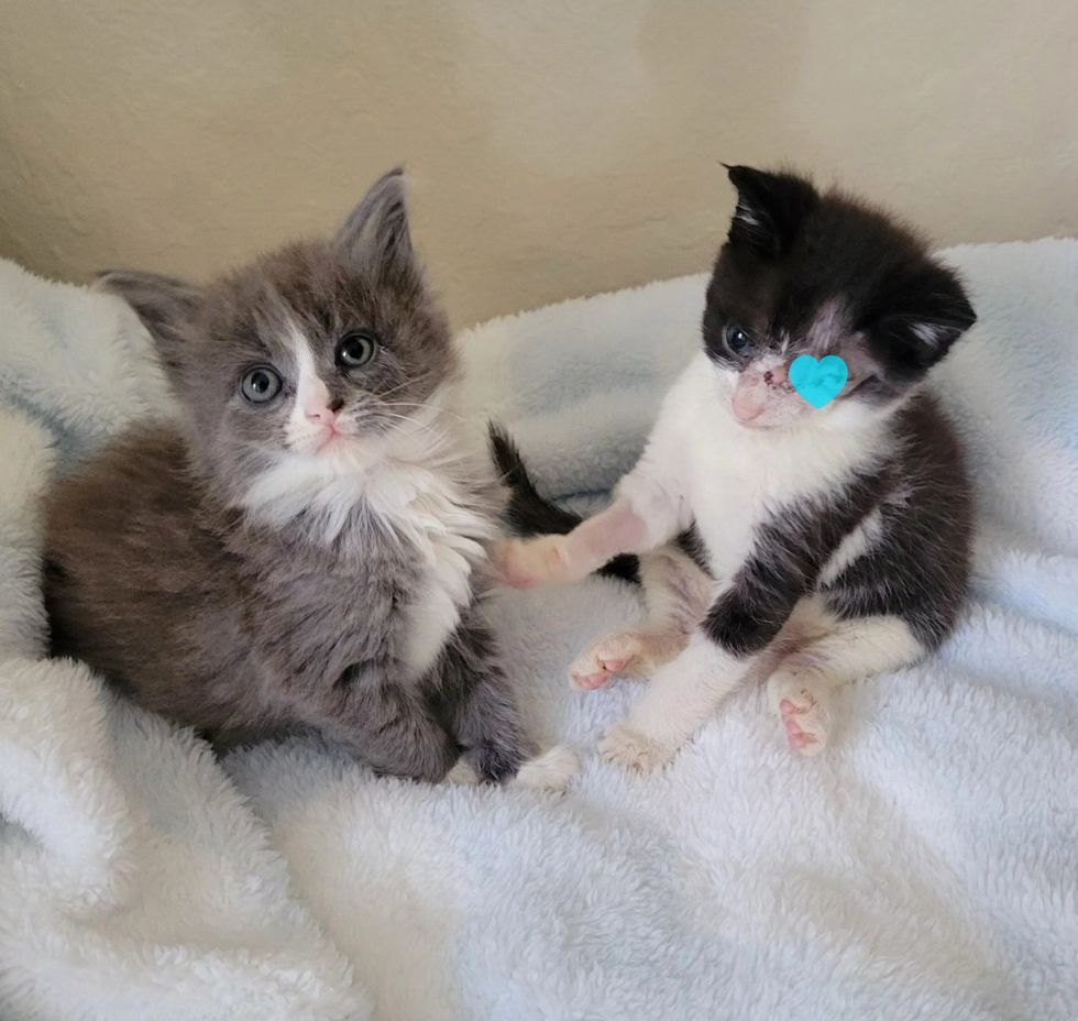 kittens fluffy instant friends