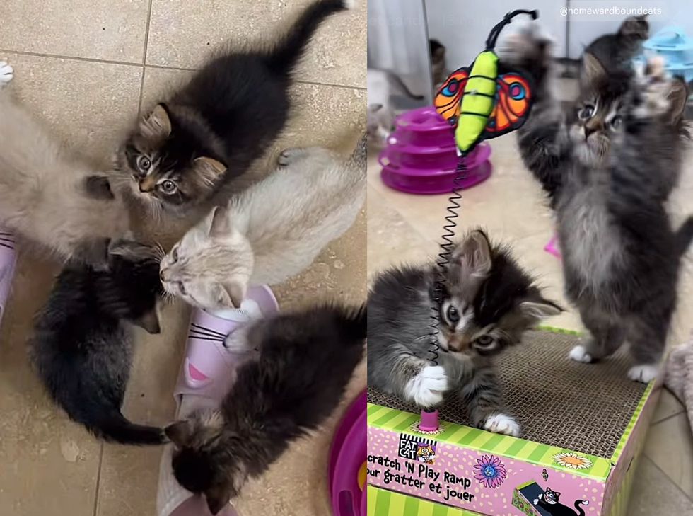 kittens fluffy playful