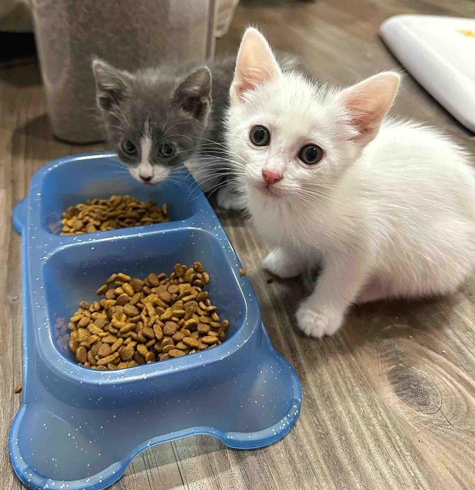 kittens food bowl