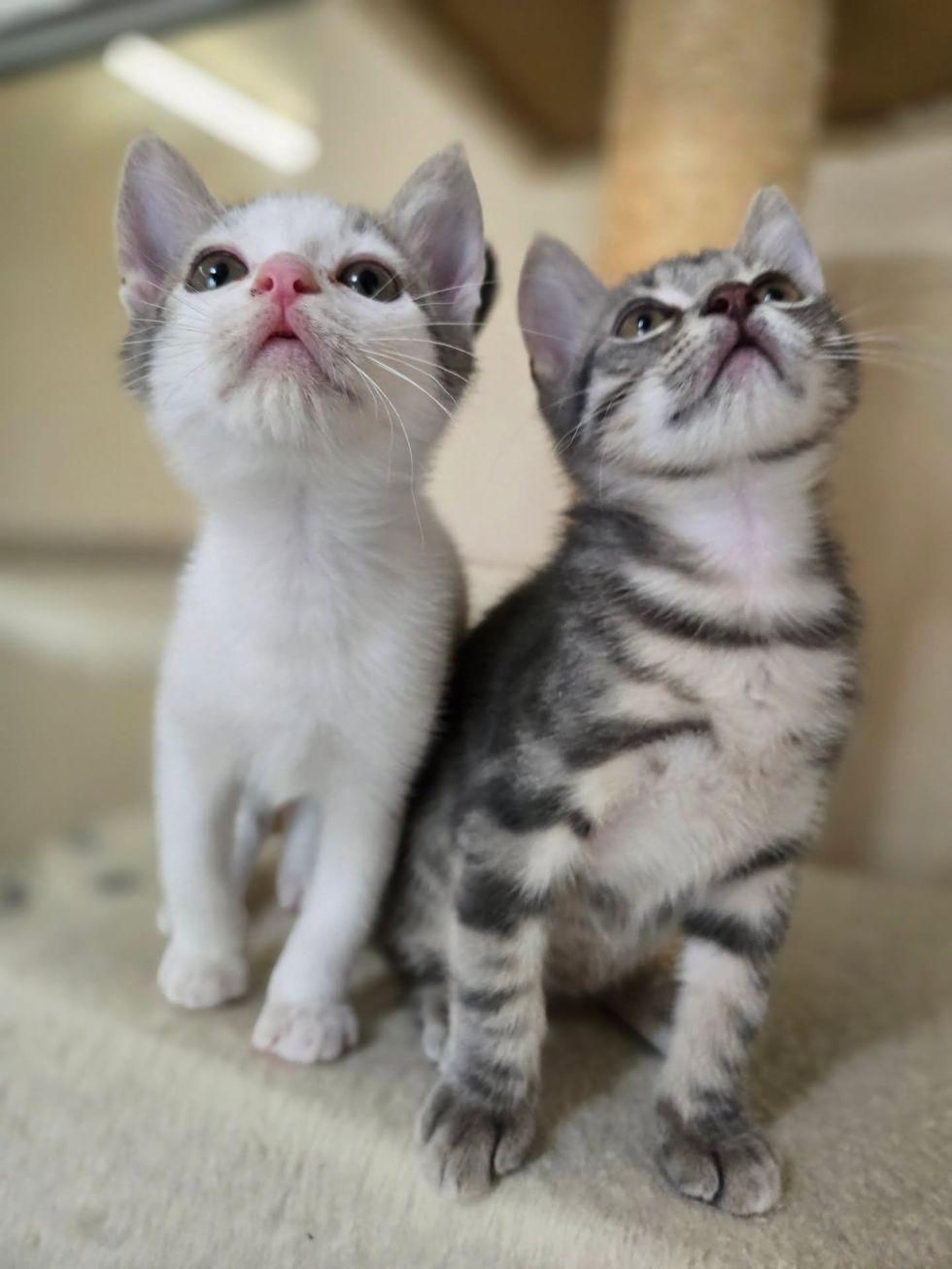 kittens forever friends