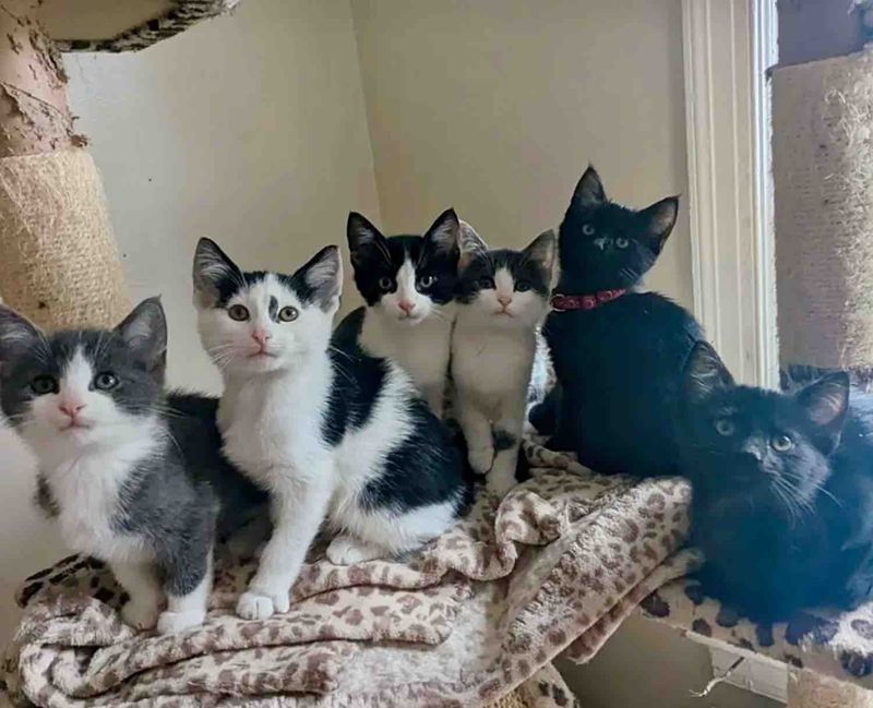 kittens foster care indoors