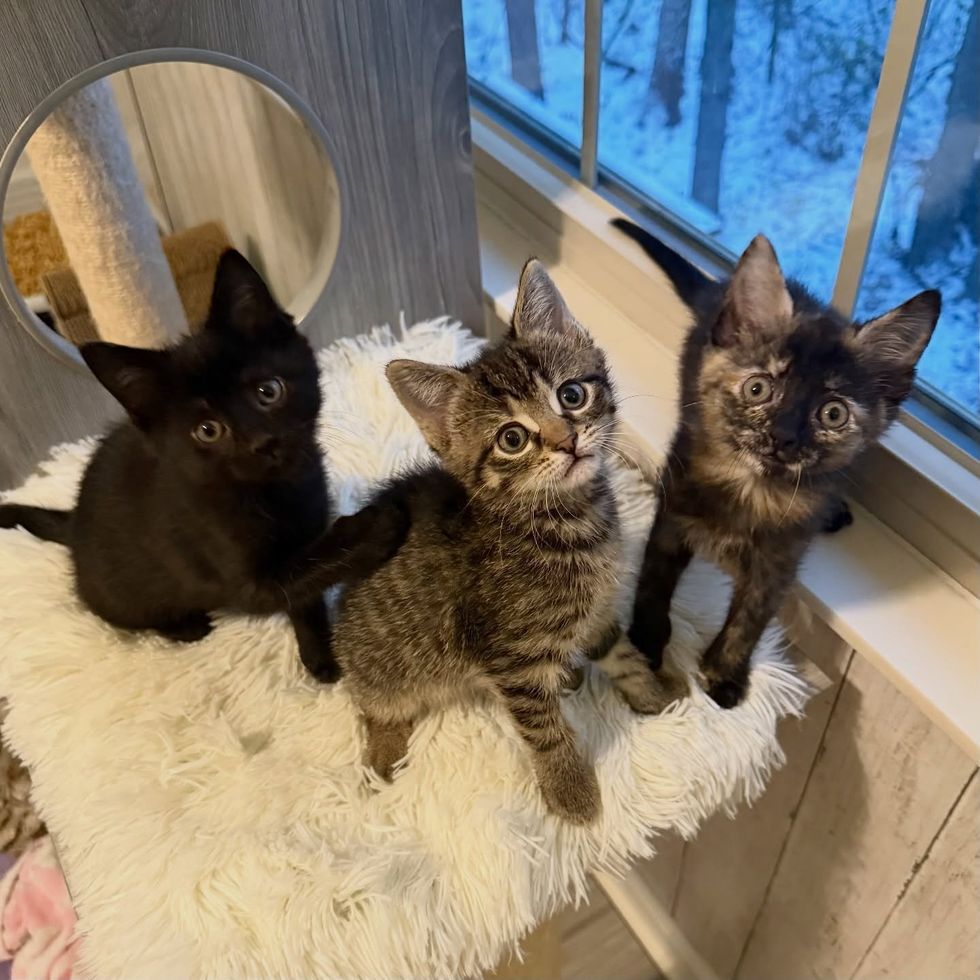 kittens foster happy