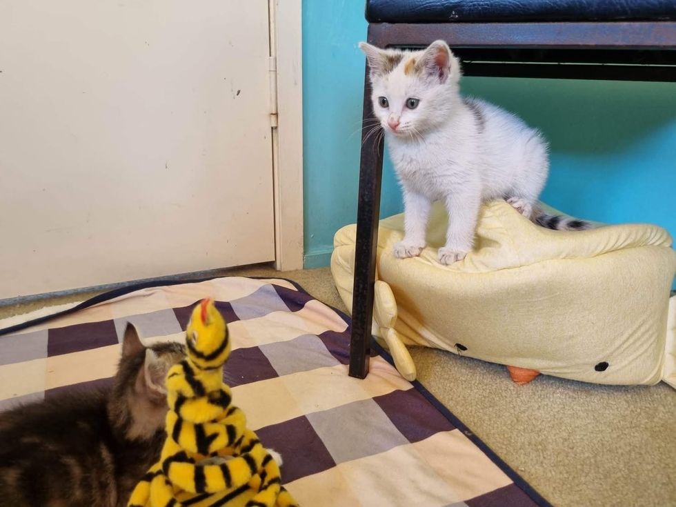 kittens foster home friends