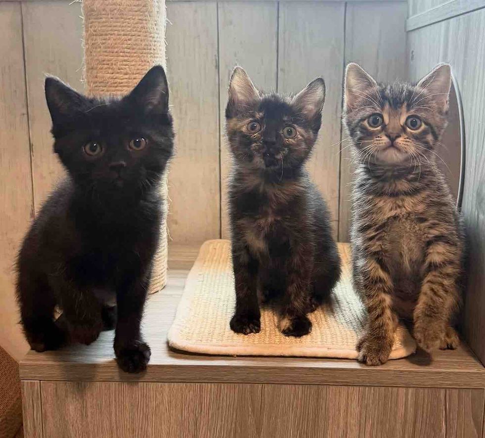 kittens foster home
