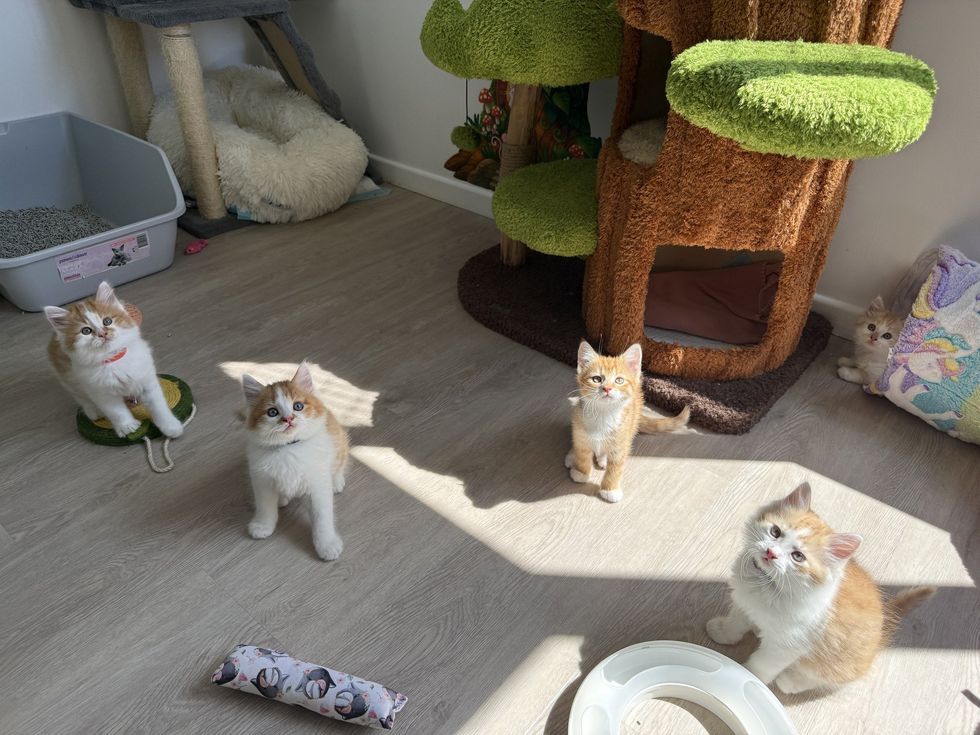 kittens foster room playful