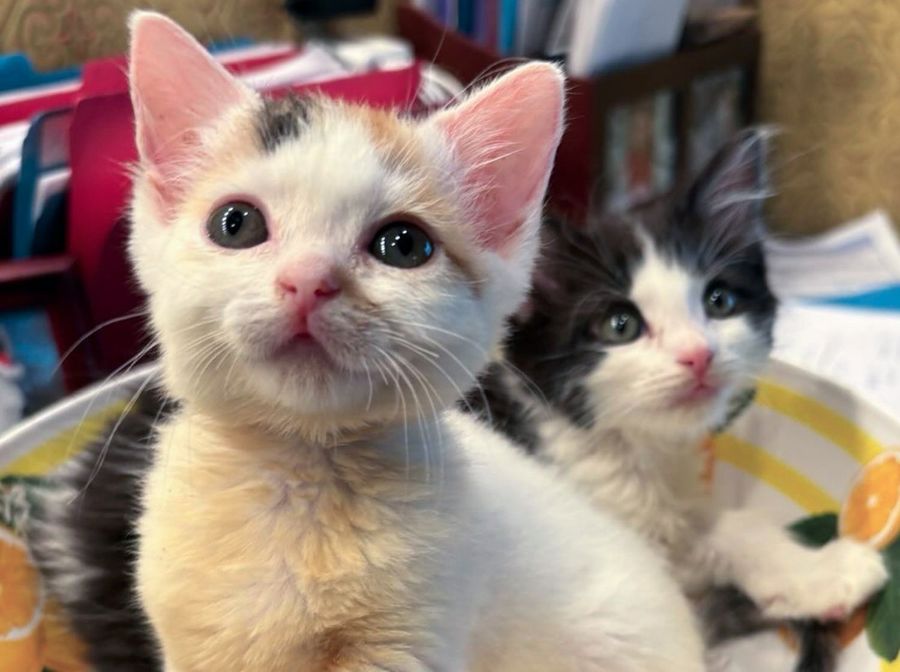 kittens fosters siblings