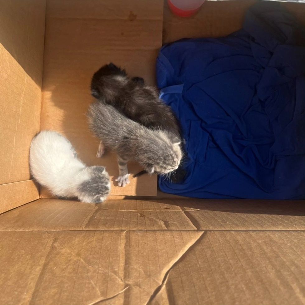 kittens found in box