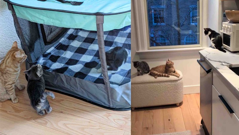 kittens friends crew