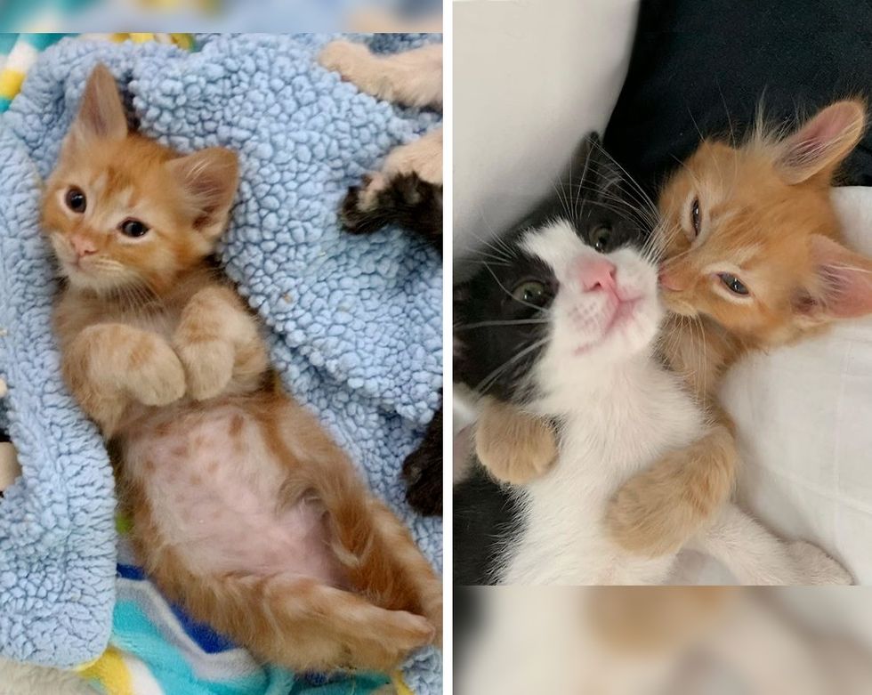 kittens, friends, cute