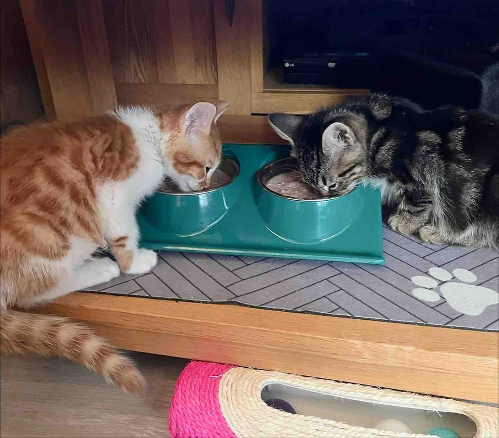 kittens friends eating together