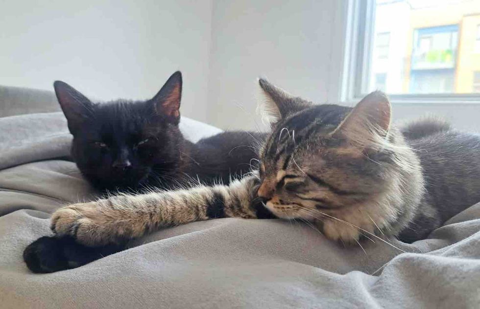 kittens friends holding paws