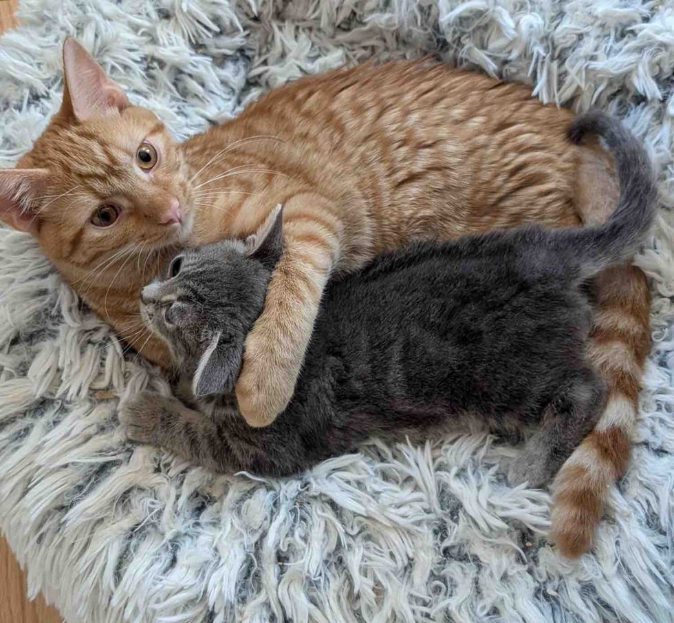 kittens friends hugs