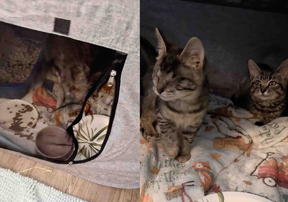 Blind Kitten Tries to Smash into Every other Hepper's Pen, Decided to Be His Absolute best Pal 5 kittens friends playpen