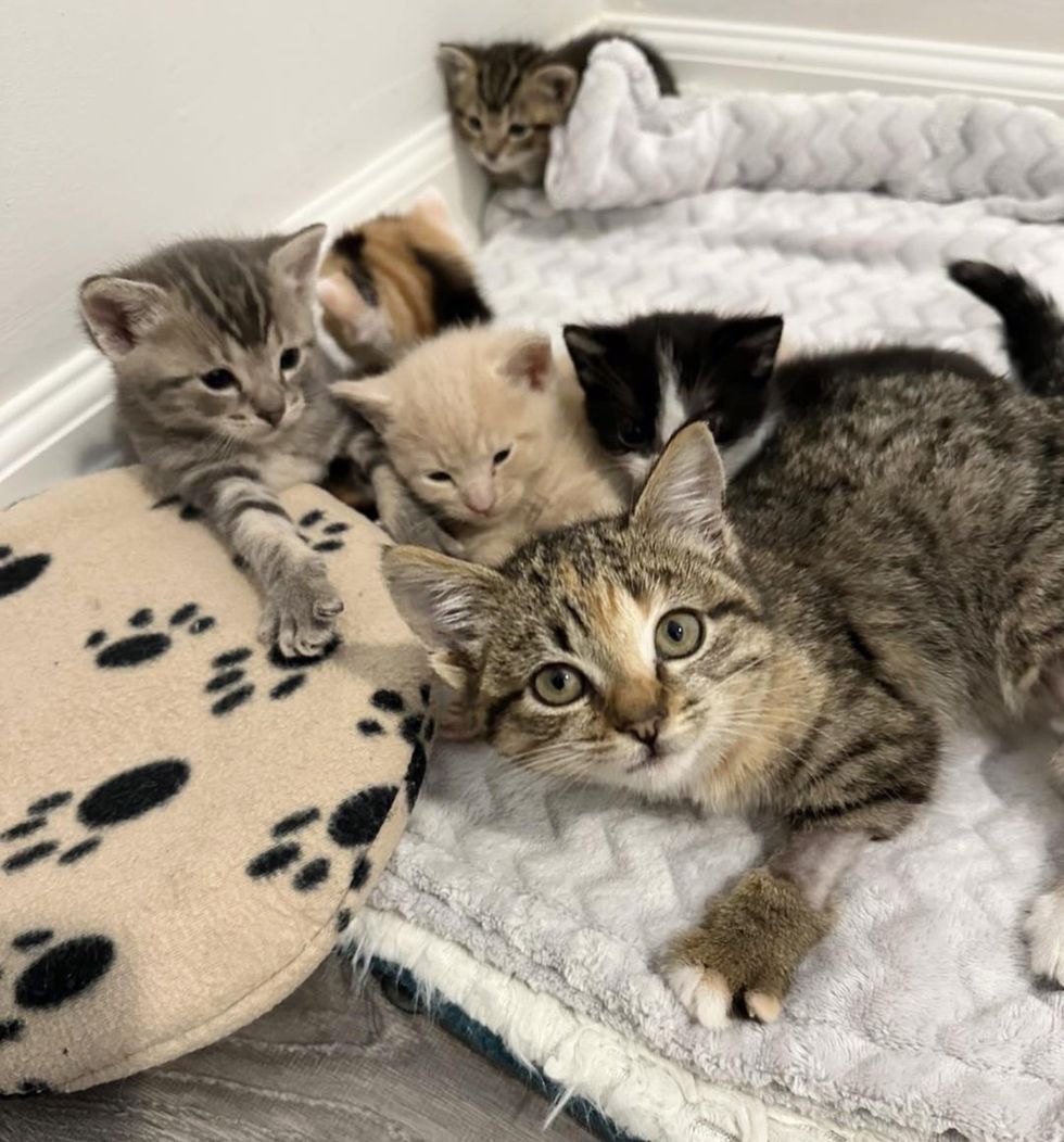 kittens friends snuggles