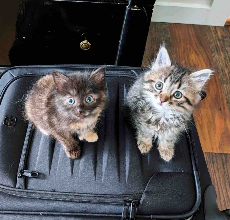 kittens friends suitcase