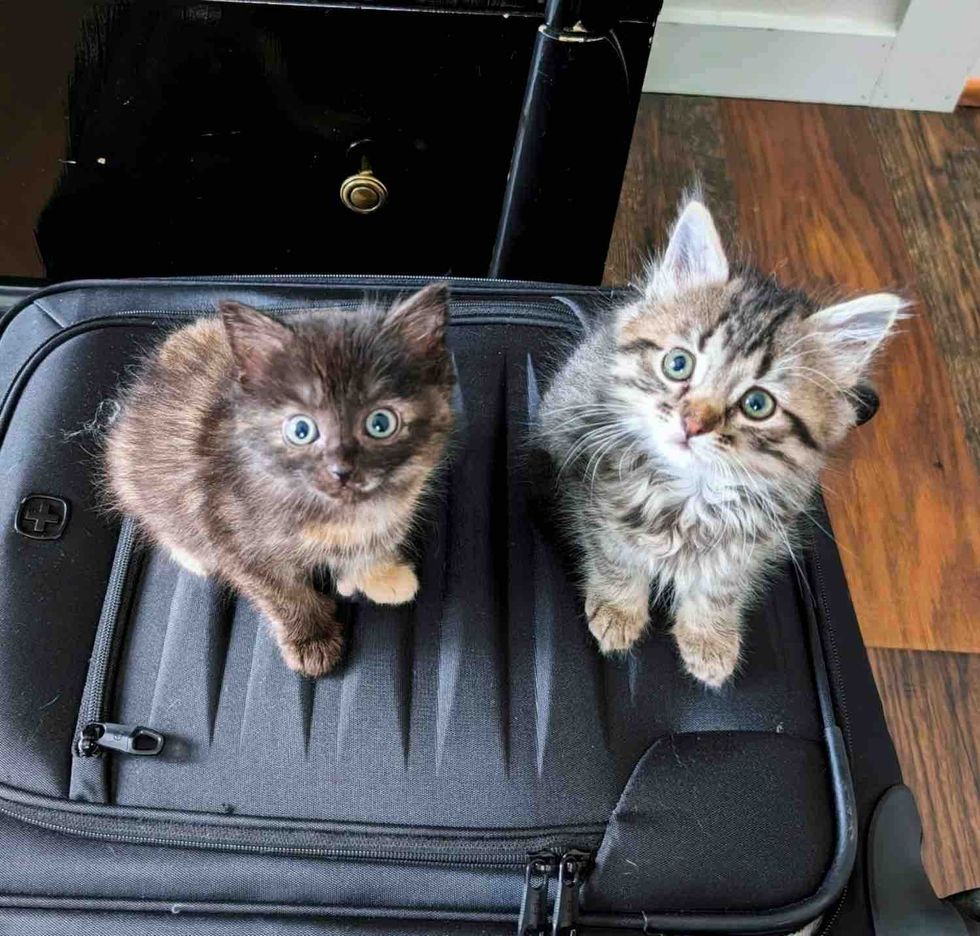 kittens friends suitcase