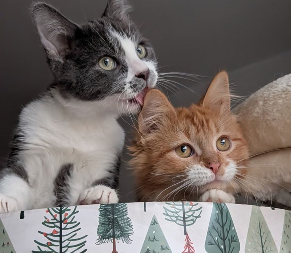 kittens friends sweet