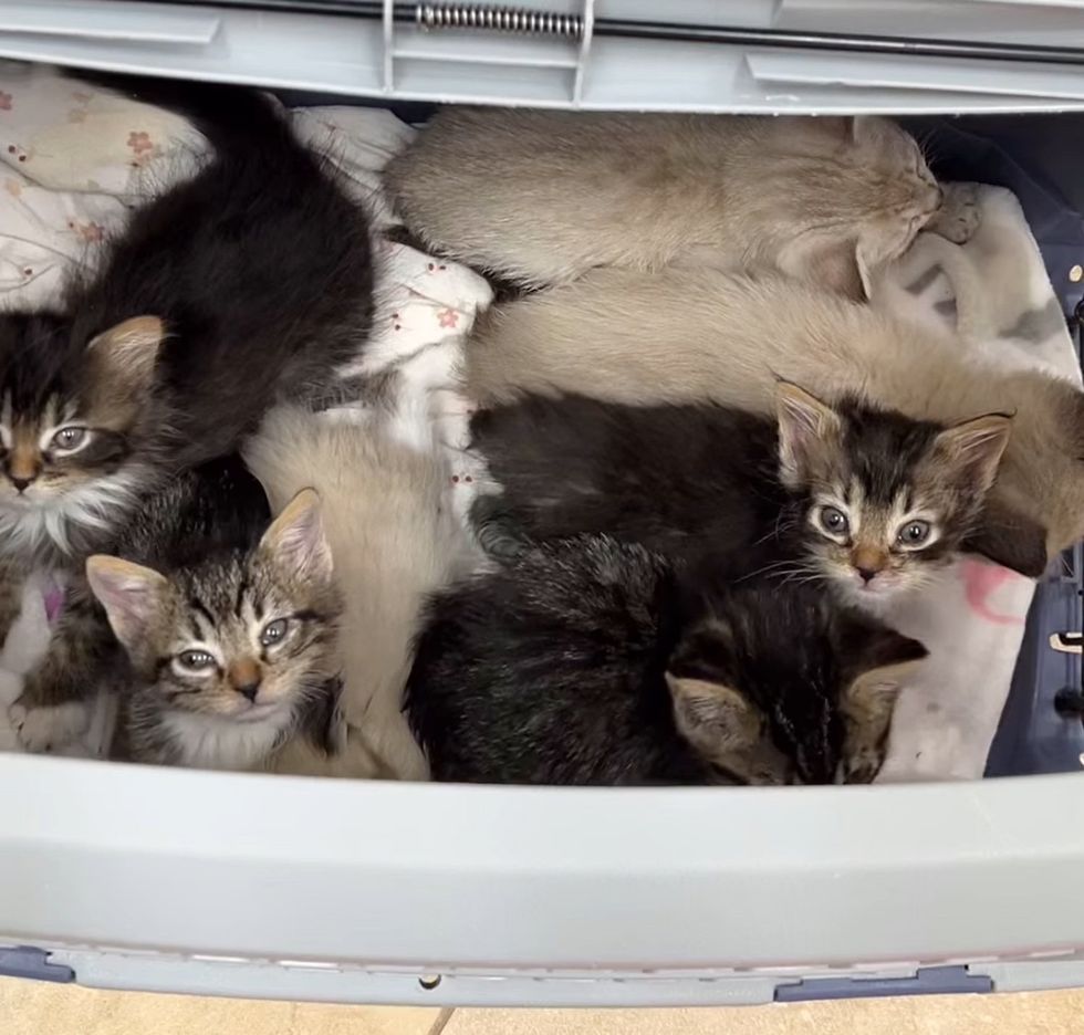 kittens from backyard