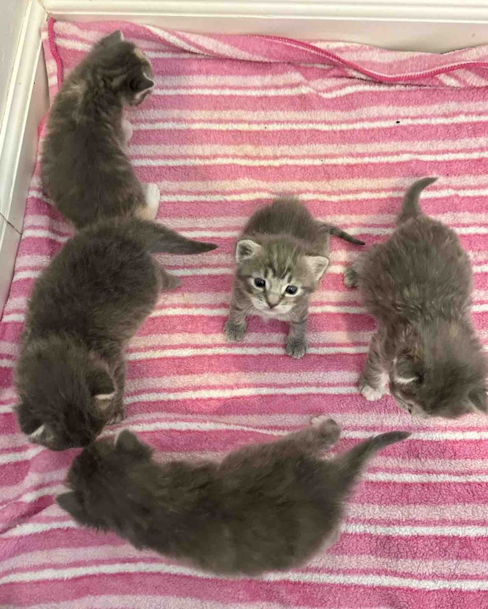 kittens gray tiny
