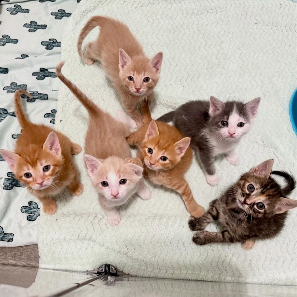kittens greeting six