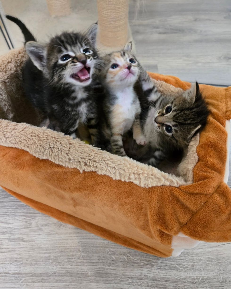 kittens happy bread bed