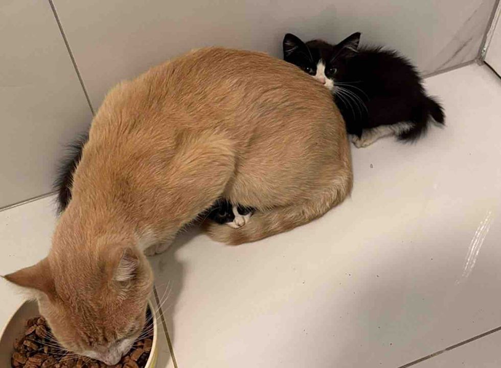 kittens hiding behind cat