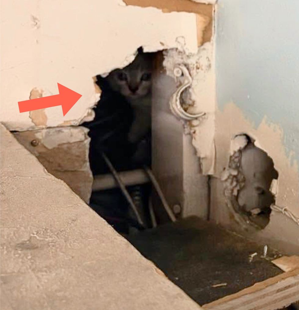 kittens hiding ceiling