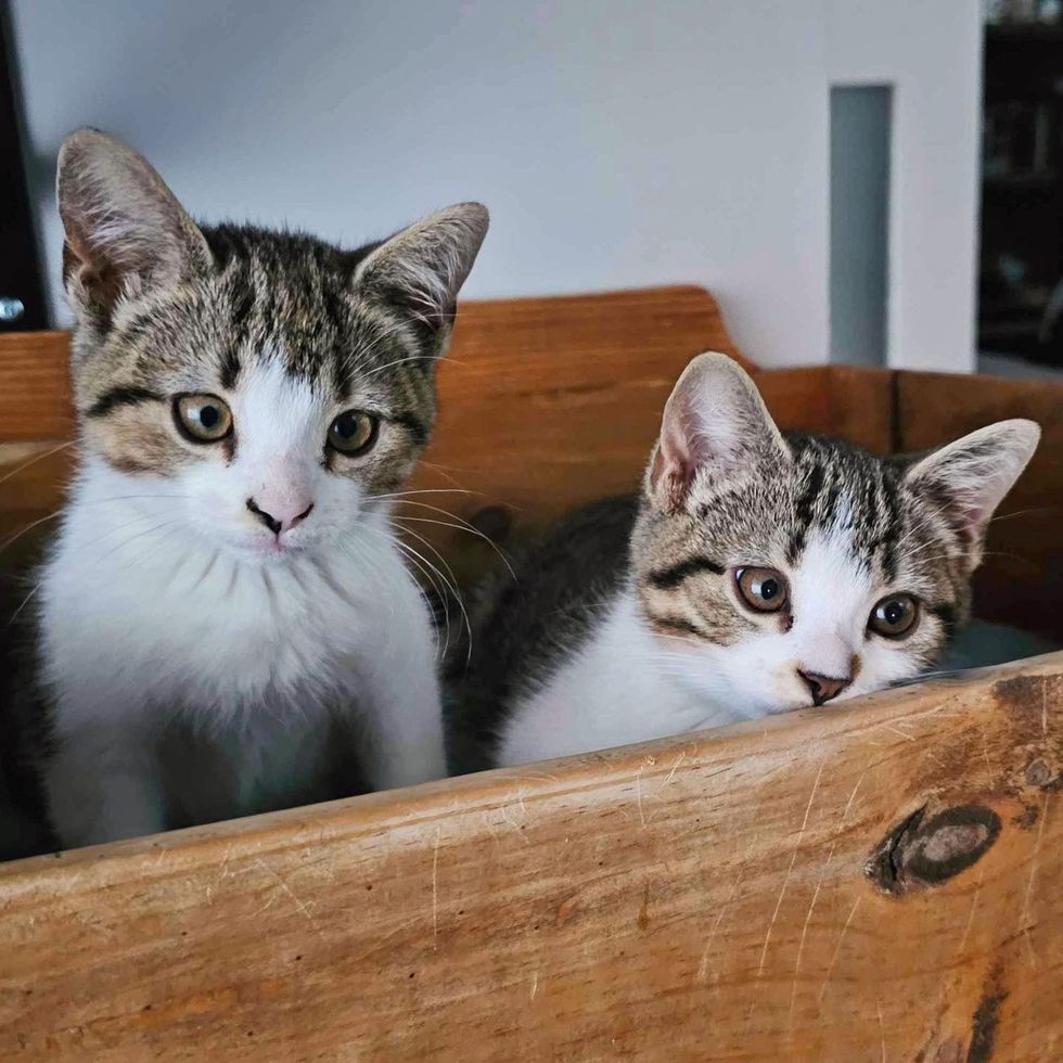 kittens hiding in drawer
