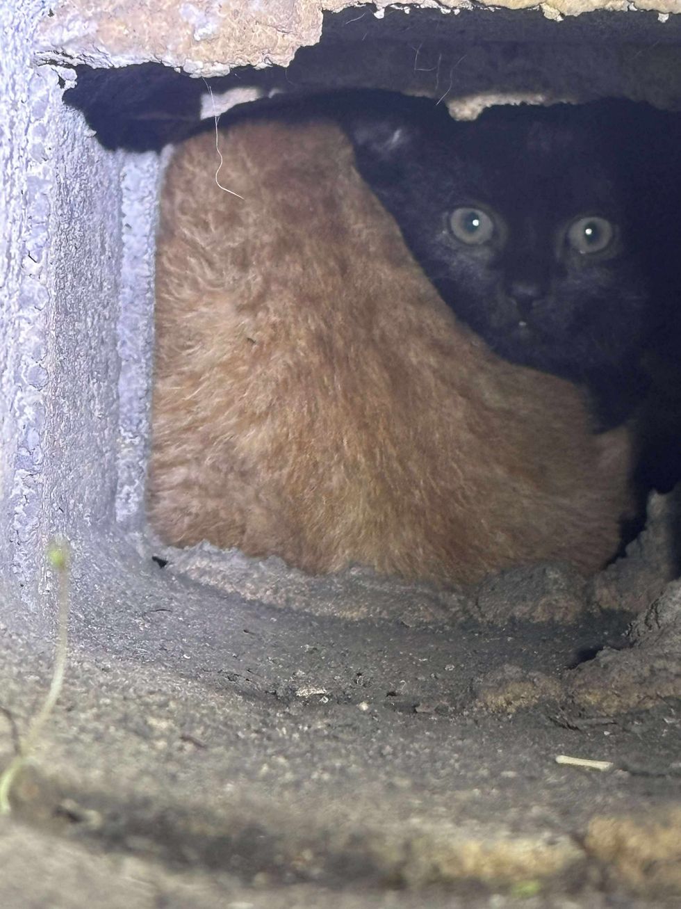 kittens hiding