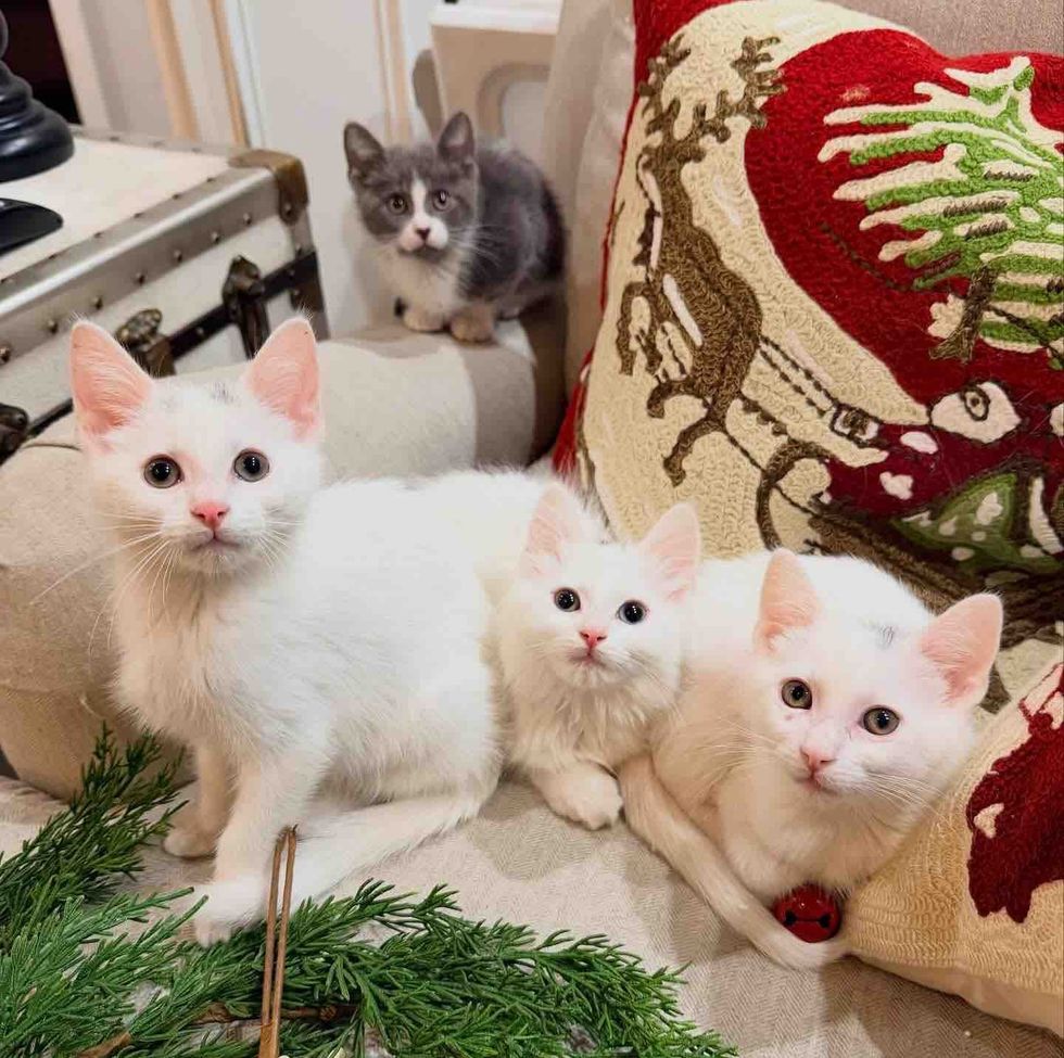 kittens holiday season home