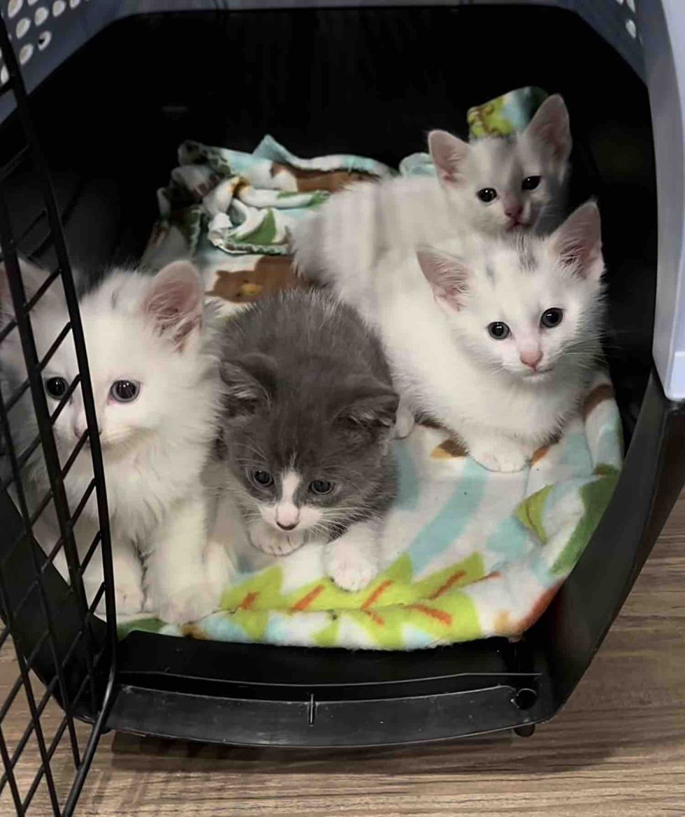 kittens huddled carrier