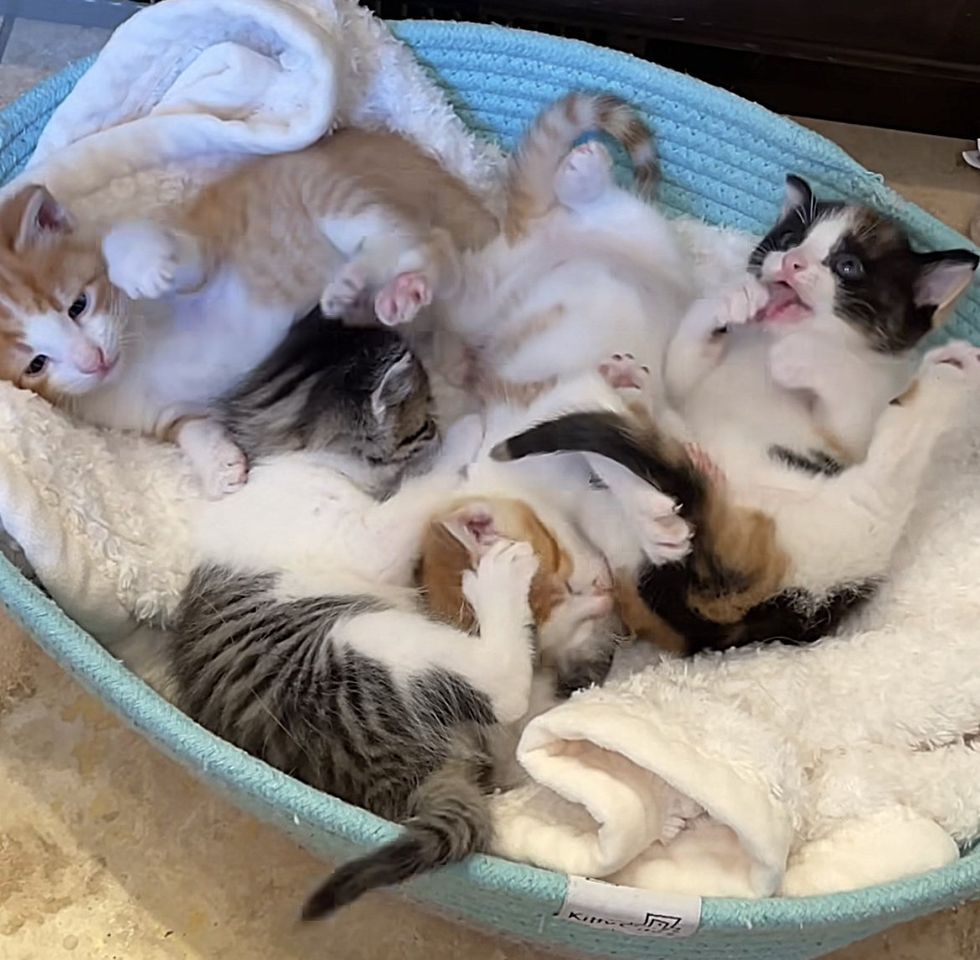 kittens in basket bed