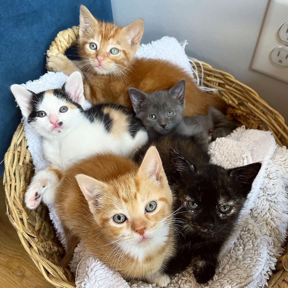 kittens in basket