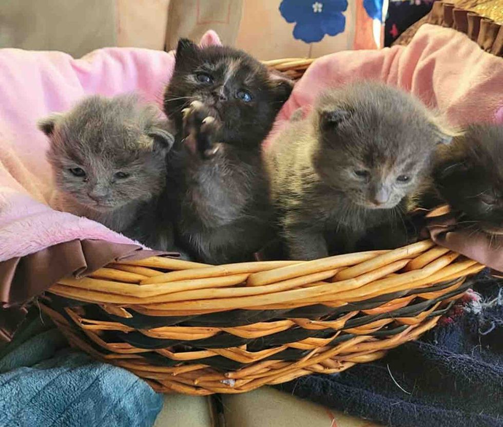 kittens in basket