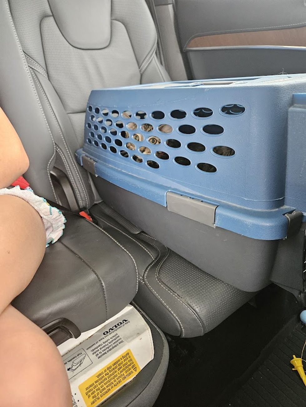 kittens in carrier to new home