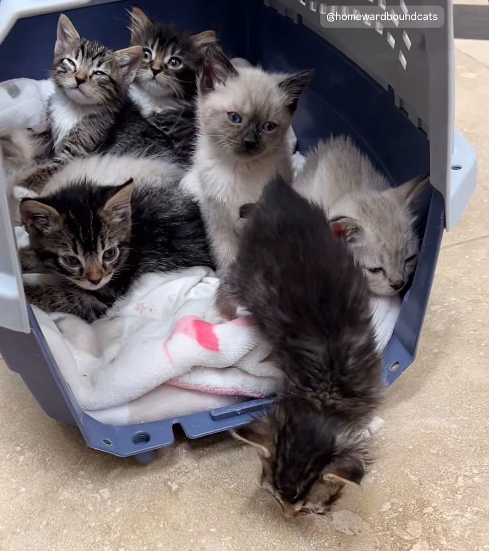 kittens in foster care
