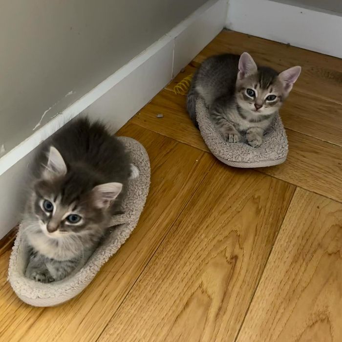 kittens in shoes