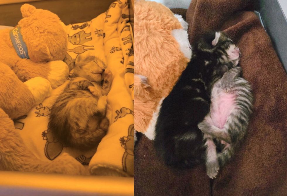 kittens incubator sleeping