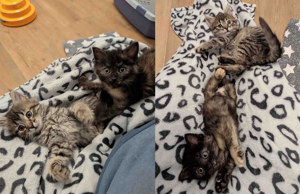 kittens lap cats snuggles