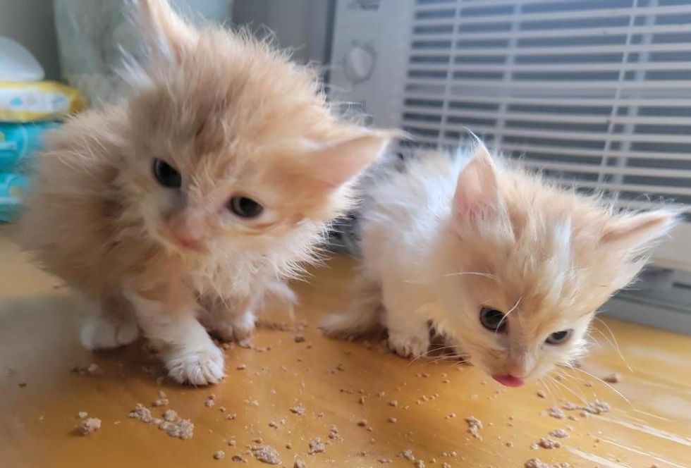 kittens learning to eat