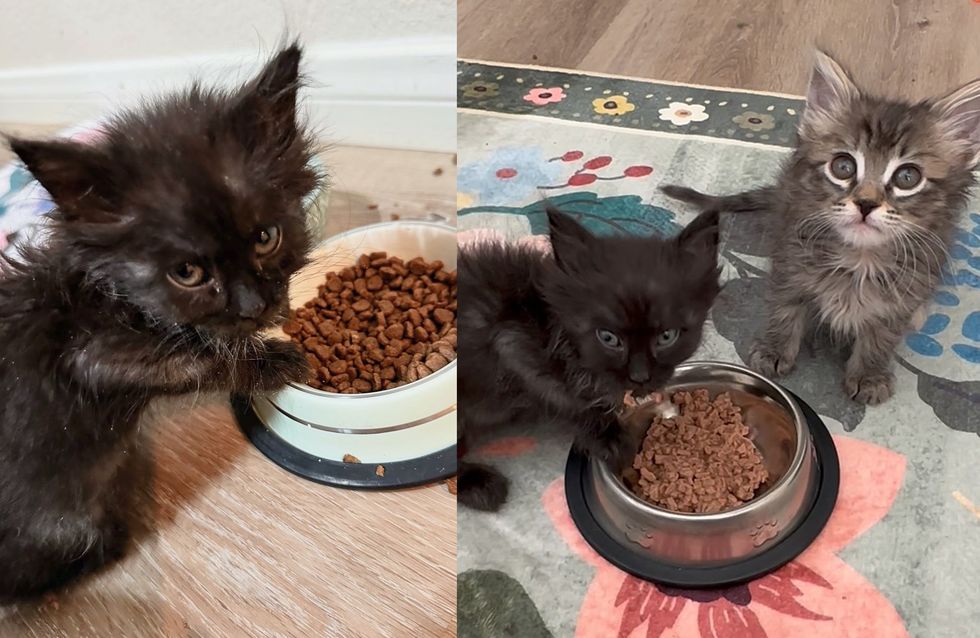 kittens learning to eat