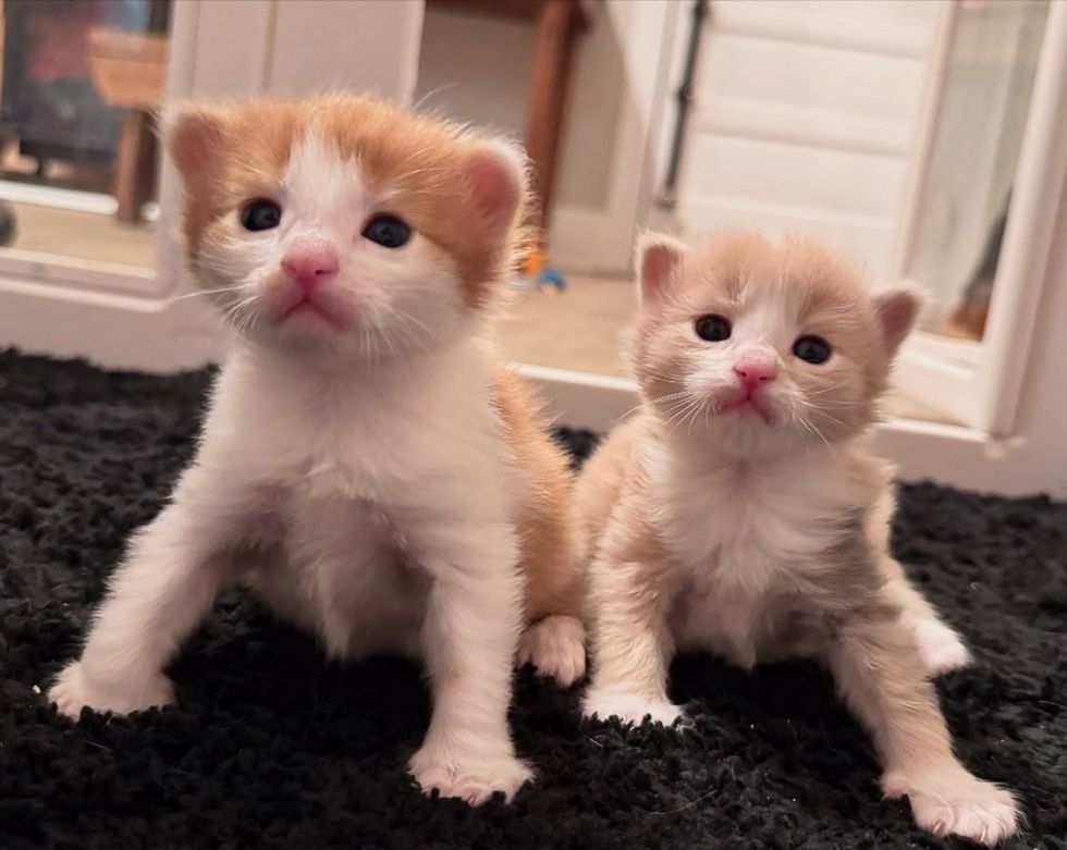 kittens learning walk