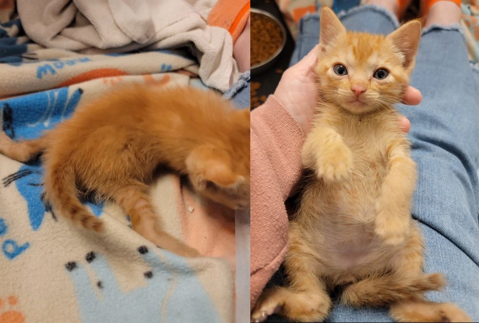 kittens legs splayed outward