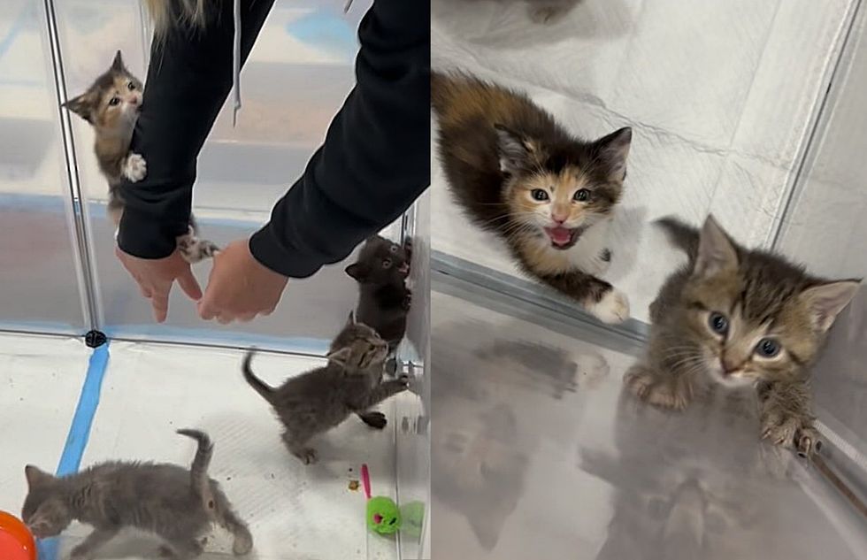 kittens meowing hungry