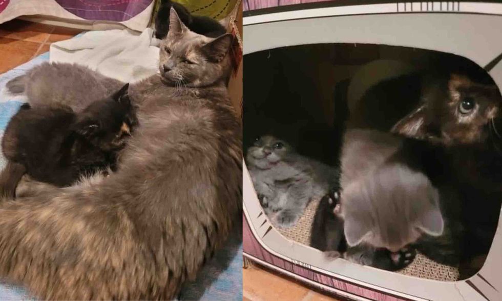 kittens mother cat tortie